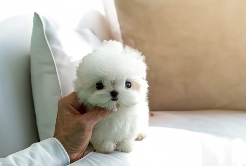 tinytreasuresteacups.com 1